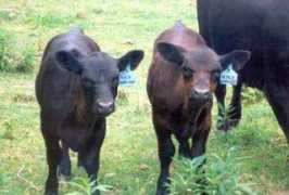 Zeffe