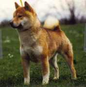 Zehenpfenning