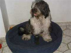 Zehne