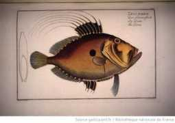 Zeides