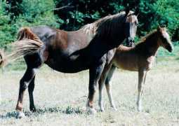 lydielemmens.free.fr Zeinah