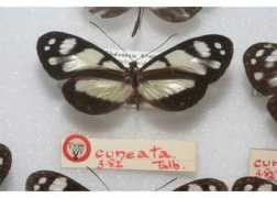 butterfliesofamerica.com Zelica