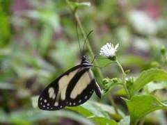 butterfliesofecuador.com Zelica