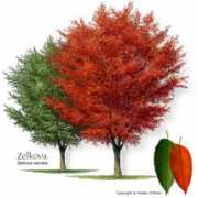 texastreeplanting.tamu.edu Zelkova