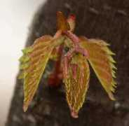 treegrowersdiary.com Zelkova