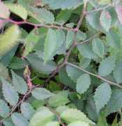svnursery.com Zelkova