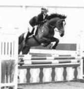sdsporthorses.com Zellet