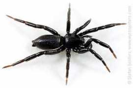 Zelotes