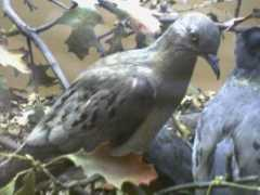 diamonddove.info Zenaida
