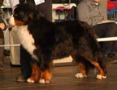 kennel-hiselfoss.com Zenedin