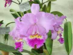orchidweb.jp Zenichiro