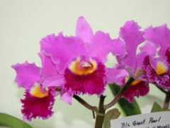 orchidweb.jp Zenichiro