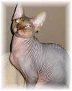 sphynx-cattery.com Zentari