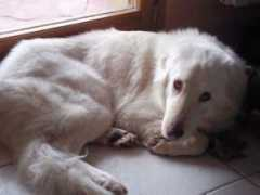 cucciolissimi.net Zephira