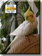 Zeppy