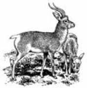 Zeren