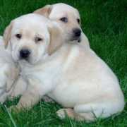 maycreekkennels.com Zevart