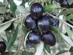 panoramio.com Zeytin