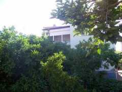 panoramio.com Zeytinli
