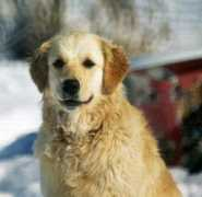 crystalglen.net Zgabay