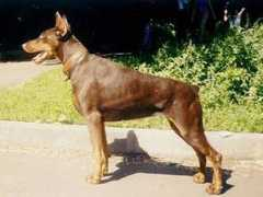 dobermann-review.com Zhaklin