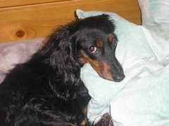 weeniedogs.com Zhanya