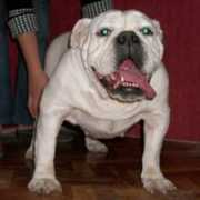bulldogpedigree.com Zhasmine