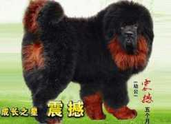 Zhenhan