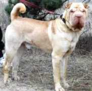 petsinform.com Zhivan