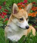 welsh-corgi.ru Zhozef
