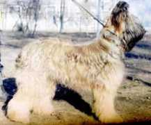 petsinform.com Zhozefina