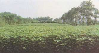 Zhuma