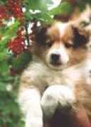 lfshelties.narod.ru Zigalo
