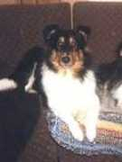 users.auracom.com Ziggie