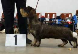 teckelsmibafshoeve.nl Ziggie