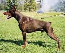 dobermann-iz-zoosfery.ru Zilan