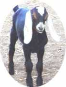 goldthwaite-nubians.tripod.com Zilar