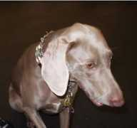 therapydog.info Zilber