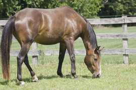 riverstonefarmwarmbloods.com Zilena