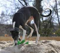 windhund-halsbaender.de Zilligen