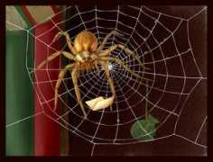 forums.avalon.ru Zimareva