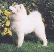 Zimo