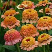 swallowtailgardenseeds.com Zinderella