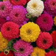 swallowtailgardenseeds.com Zinderella