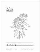 Zinnea