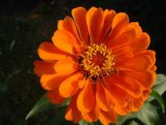 Zinnia