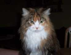 american-woodcats.de Zinobia