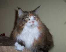 american-woodcats.de Zinobia