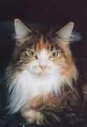 american-woodcats.de Zinobia