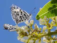 biodiversityexplorer.org Zintha
